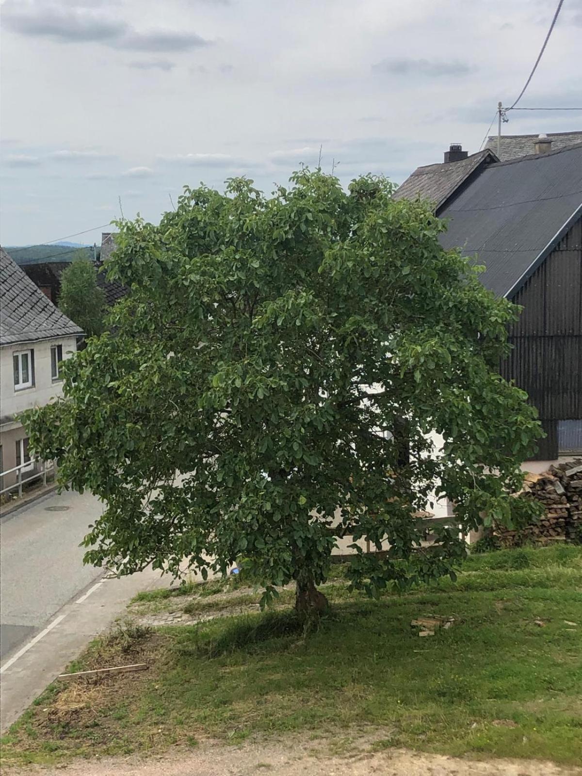 Neu Renovierte Wohnung In Alter Schule Hattgenstein Экстерьер фото